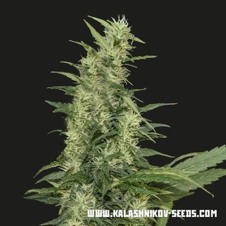 Amur Giant Auto (Kalashnikov Seeds) feminizovan&aacute;