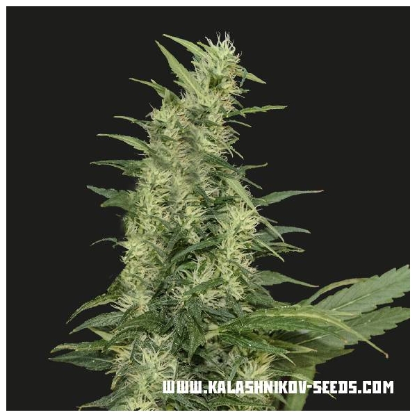 Amur Giant Auto (Kalashnikov Seeds) feminizovaná