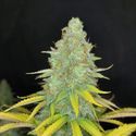 Choco Kush Samonakvétací (Amsterdam Genetics) feminizovaná