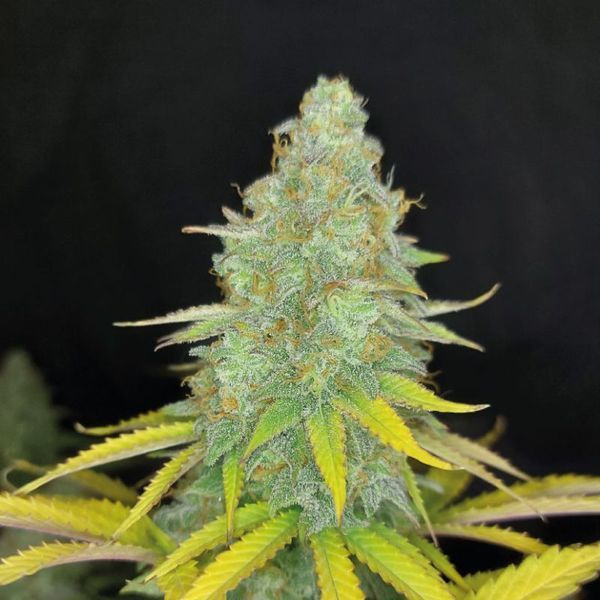 Choco Kush Samonakvétací (Amsterdam Genetics) feminizovaná