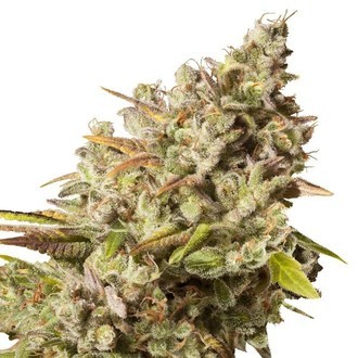 Royal Gorilla (Royal Queen Seeds) feminizovaná