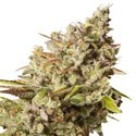 Royal Gorilla (Royal Queen Seeds) feminizovaná