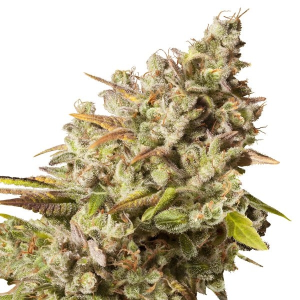 Royal Gorilla (Royal Queen Seeds) feminizovaná