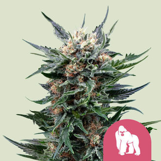 Royal Gorilla (Royal Queen Seeds) feminizovan&aacute;