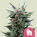 Royal Gorilla (Royal Queen Seeds) feminizovaná