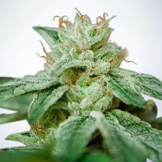 CBD Star (Ministry of Cannabis) feminizovan&aacute;