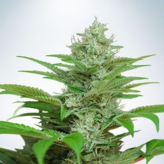 Auto CBD Star (Ministry of Cannabis) feminizovan&aacute;