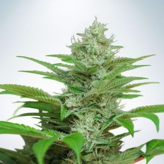 Auto CBD Star (Ministry of Cannabis) feminizovan&aacute;