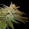 Kushberry (DNA Genetics) feminizovaná