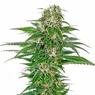 Early Skunk Samonakv&eacute;tac&iacute; (Sensi Seeds) feminizovan&aacute;