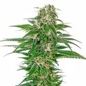 Early Skunk Samonakvétací (Sensi Seeds) feminizovaná