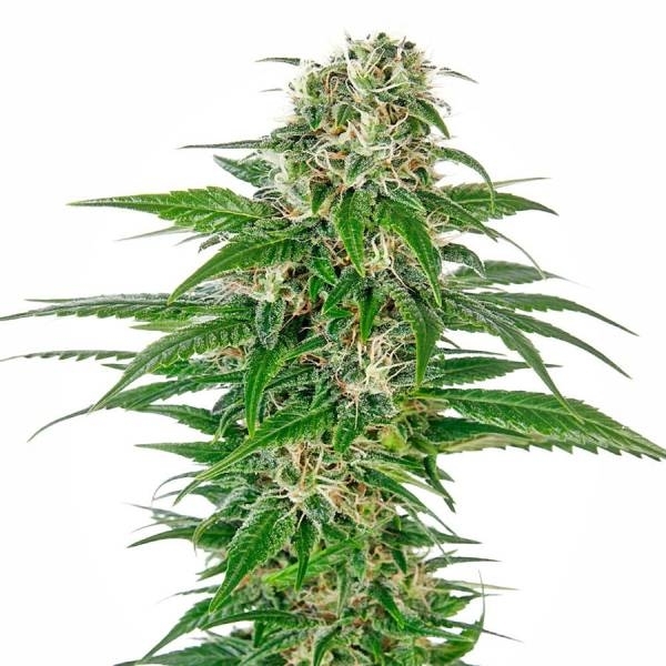 Early Skunk Samonakvétací (Sensi Seeds) feminizovaná