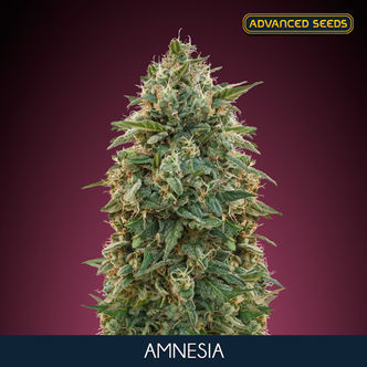 Amnesia (Advanced Seeds) feminizovan&aacute;