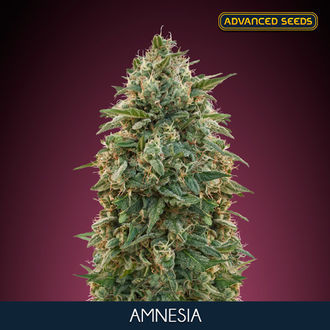 Amnesia (Advanced Seeds) feminizovan&aacute;