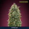 Amnesia (Advanced Seeds) feminizovaná