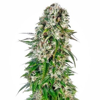 Big Bud Samonakv&eacute;tac&iacute; (Sensi Seeds) feminizovan&aacute;