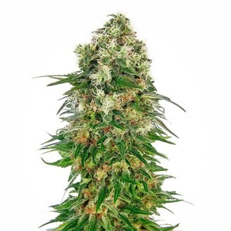 Shiva Skunk Samonakv&eacute;tac&iacute; (Sensi Seeds) feminizovan&aacute;