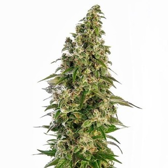 Afghani 1 Samonakv&eacute;tac&iacute; (Sensi Seeds) feminizovan&aacute;