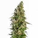 Afghani 1 Samonakvétací (Sensi Seeds) feminizovaná