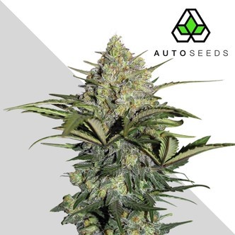 GG#4 Samonakv&eacute;tac&iacute; (Auto Seeds) feminizovan&aacute;