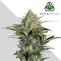 GG#4 Samonakvétací (Auto Seeds) feminizovaná