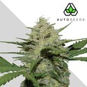 Girl Scout Cookies (Auto Seeds) feminizovaná