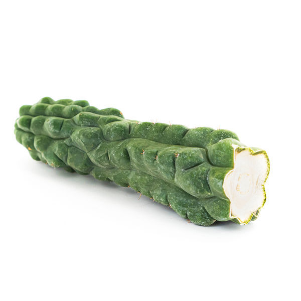 San Pedro (Echinopsis pachanoi) „Monstrose“