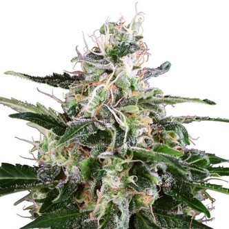 White Skunk Samonakv&eacute;tac&iacute; (White Label) feminizovan&aacute;