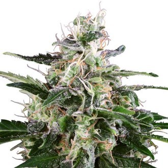 White Skunk Samonakv&eacute;tac&iacute; (White Label) feminizovan&aacute;