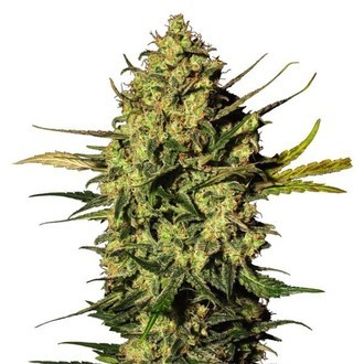 Master Kush Samonakv&eacute;tac&iacute; (White Label) Feminizovan&aacute;