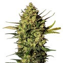 Master Kush Samonakvétací (White Label) Feminizovaná