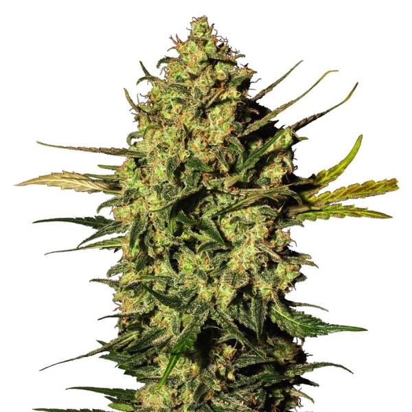 Master Kush Samonakvétací (White Label) Feminizovaná