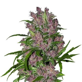 Purple Bud Samonakv&eacute;tac&iacute; (White Label) Feminizovan&aacute;