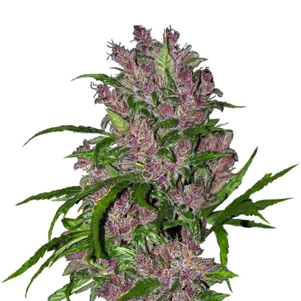 Purple Bud Samonakvétací (White Label) Feminizovaná
