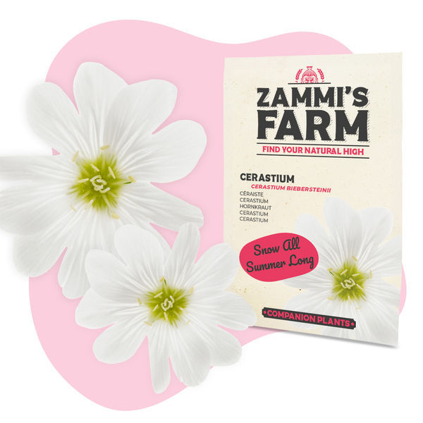 Směsný balíček Buddy – ŽIVINY