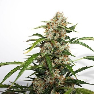 Auto Orange Bud (Dutch Passion) feminizovaná
