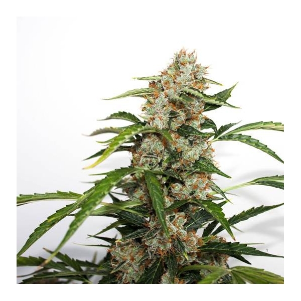 Auto Orange Bud (Dutch Passion) feminizovaná