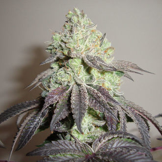 Girl Scout Cookies (Zamnesia Seeds) feminizovaná
