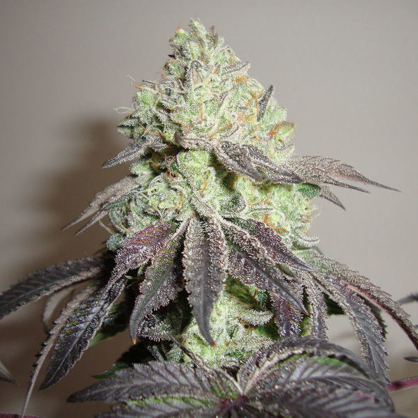 Girl Scout Cookies (Zamnesia Seeds) feminizovaná