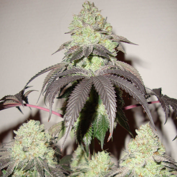 Girl Scout Cookies (Zamnesia Seeds) feminizovaná