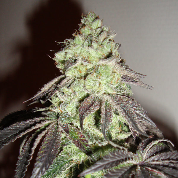 Girl Scout Cookies (Zamnesia Seeds) feminizovaná