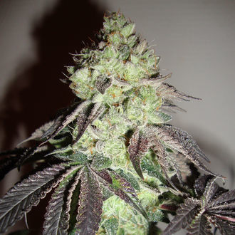 Girl Scout Cookies (Zamnesia Seeds) feminizovaná