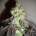 Girl Scout Cookies (Zamnesia Seeds) feminizovaná