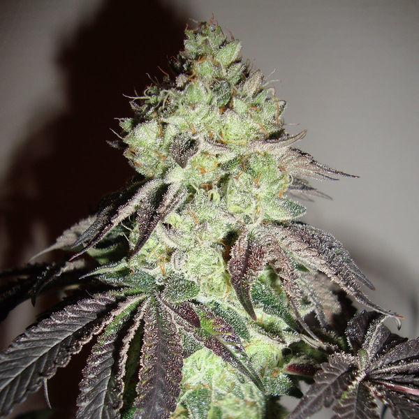Girl Scout Cookies (Zamnesia Seeds) feminizovaná