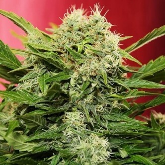 Chronic Ryder Samonakv&eacute;tac&iacute; (Doctor's Choice) feminizovan&aacute;