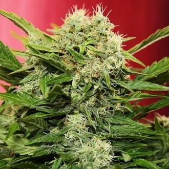 Chronic Ryder Samonakv&eacute;tac&iacute; (Doctor's Choice) feminizovan&aacute;
