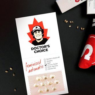 Chronic Ryder Samonakvétací (Doctor's Choice) feminizovaná