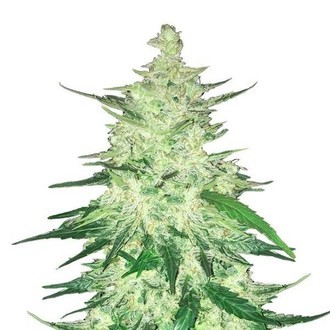 CBD Auto 1:1 (FastBuds) Feminizovan&aacute;