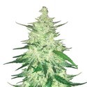 CBD Auto 1:1 (FastBuds) Feminizovaná