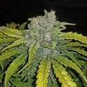 CBD Auto 1:1 (FastBuds) Feminizovaná
